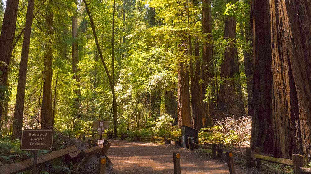 Armstrong Redwoods State Natural Reserve Guerneville