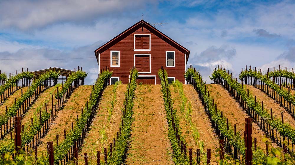 Dry Creek Valley (Photo courtesy of Sonoma County Tourism)