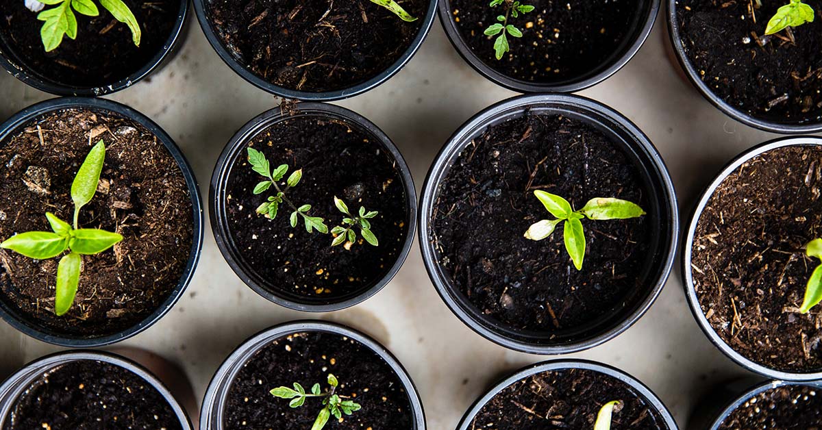 Plant Seeds and Sprout Friendships