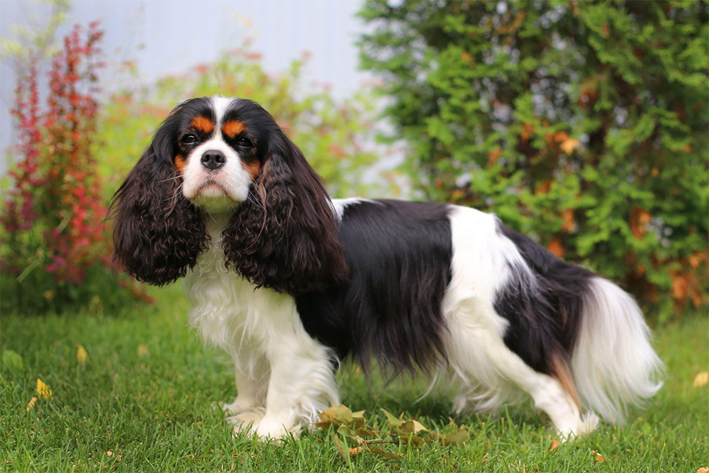 Should You Get a Pet in Your Silver Years? - Cavalier King Charles Spaniel