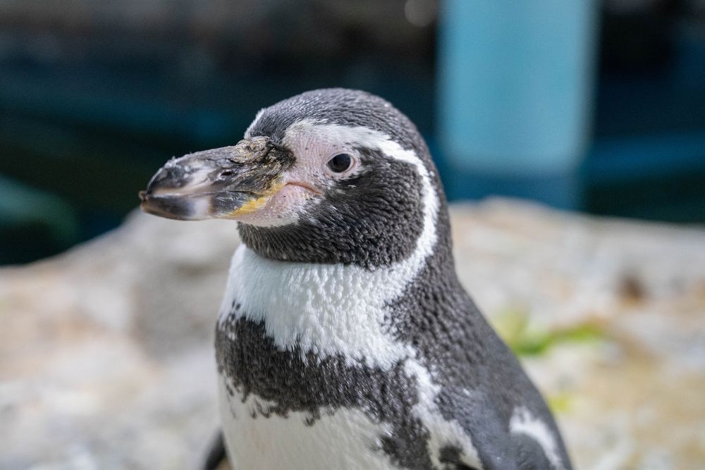 6 of Jurong Bird Park’s senior penguins successfully undergo cataract surgery
