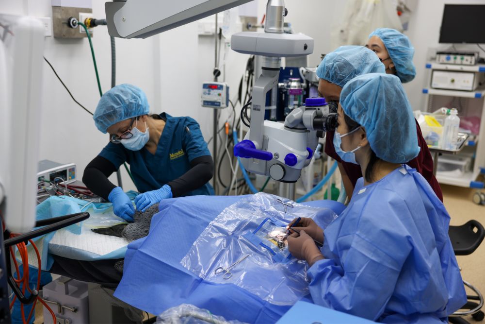 6 of Jurong Bird Park’s senior penguins successfully undergo cataract surgery