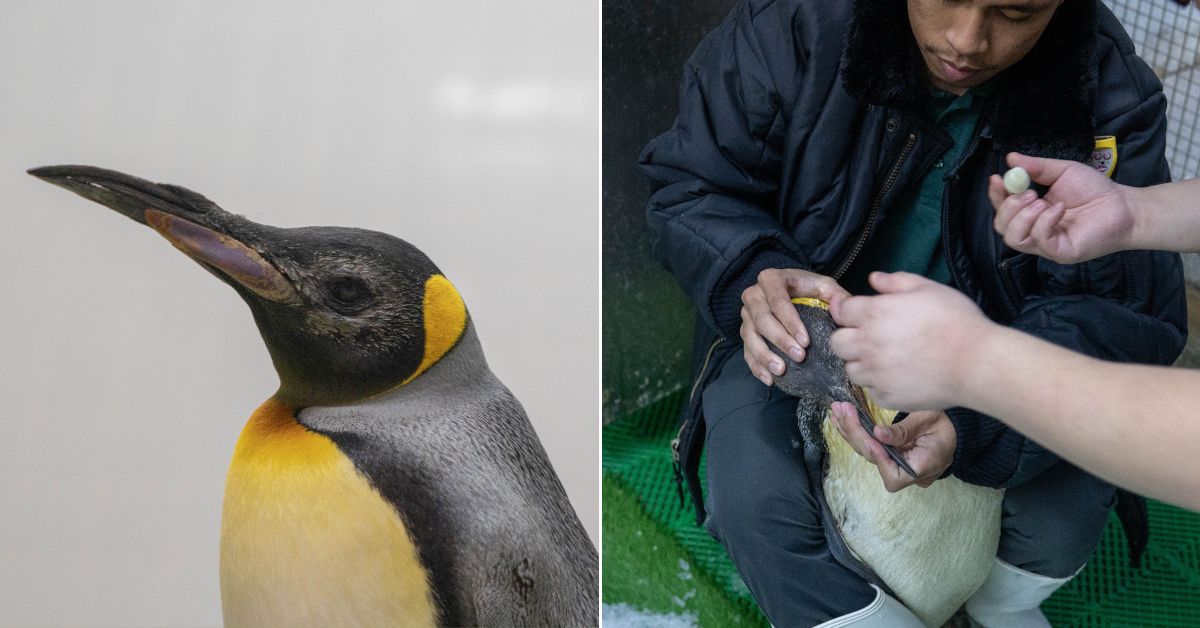 6 of Jurong Bird Park’s senior penguins successfully undergo cataract surgery