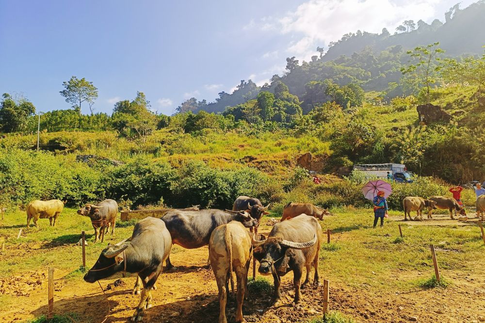 Enjoy the mountains of Sapa