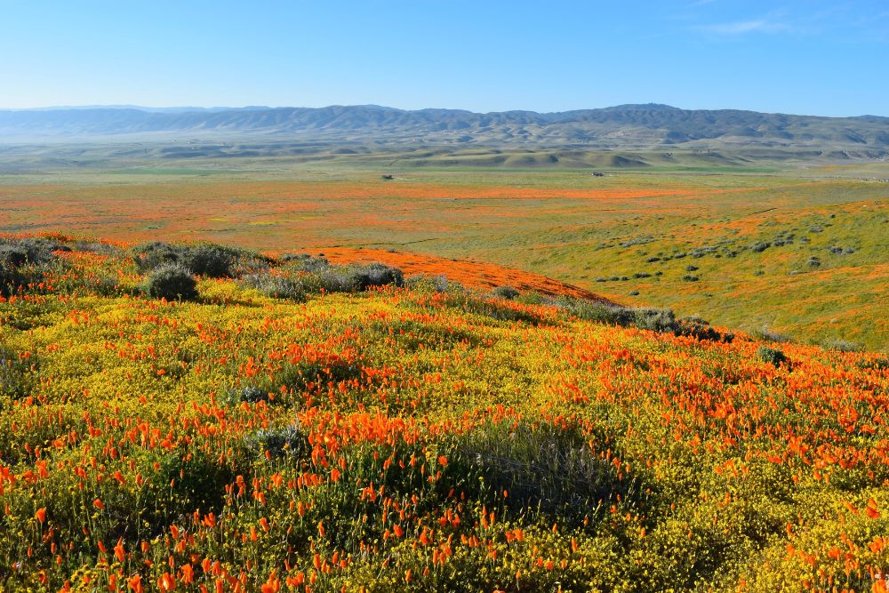 Seasonal flowers around the world and the best time to visit them