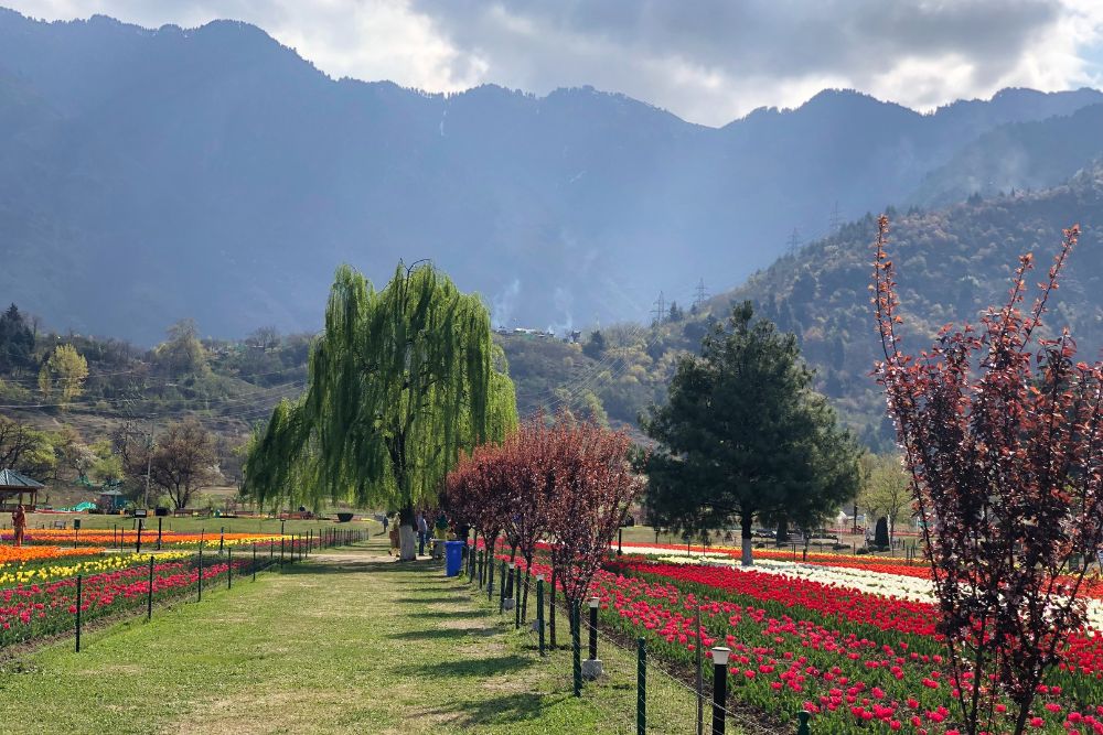 Seasonal flowers around the world and the best time to visit them