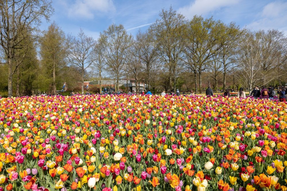 Seasonal flowers around the world and the best time to visit them