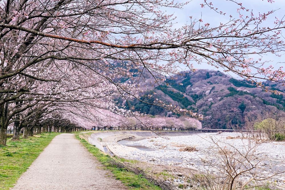 Seasonal flowers around the world and the best time to visit them