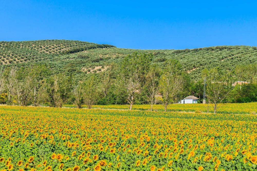 Seasonal flowers around the world and the best time to visit them