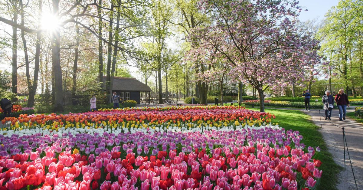 Seasonal flowers around the world and the best time to visit them