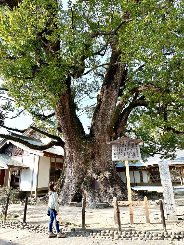 Explore Fukuoka’s Unique Charms By Car - Ancient Tree