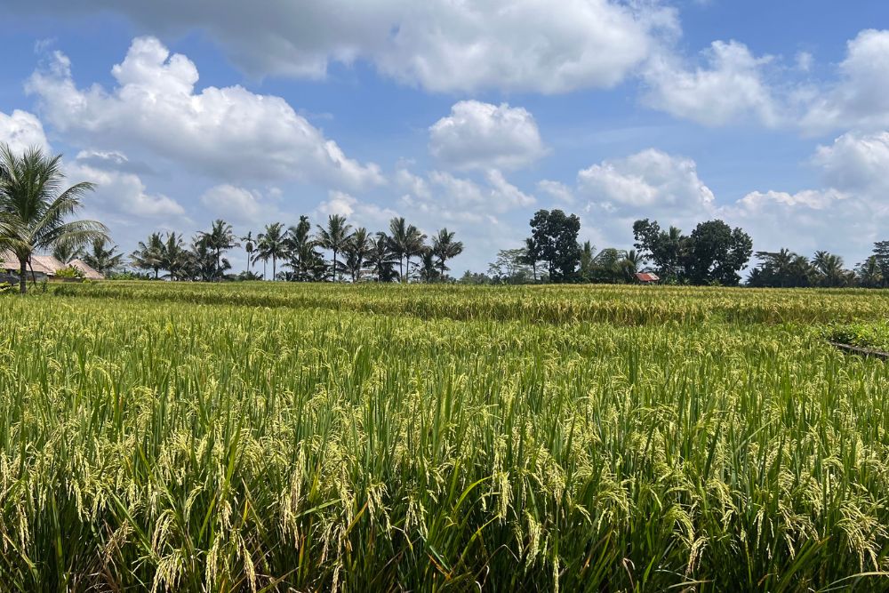 Bali Bounces Back as a Tourist Destination - Padi fields