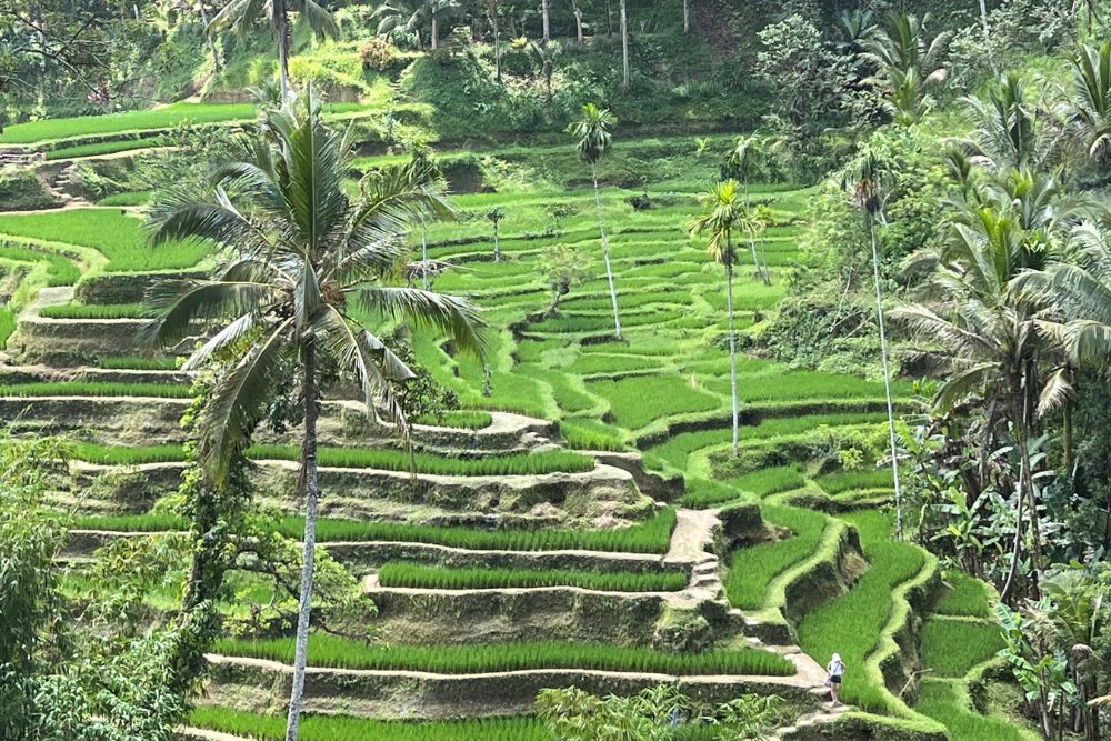 Bali Bounces Back as a Tourist Destination - Rice terraces