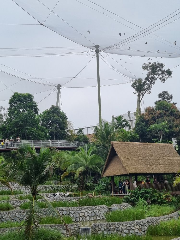 Bird Paradise: Bali Rice Terrace