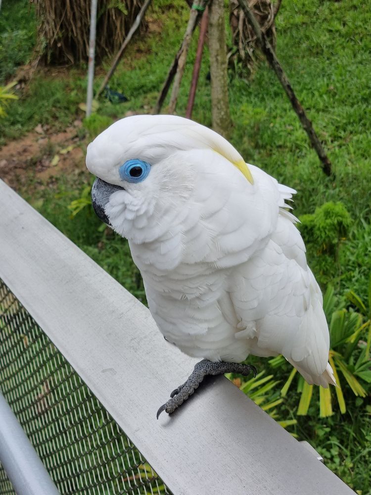 Bird Paradise: Bird up close