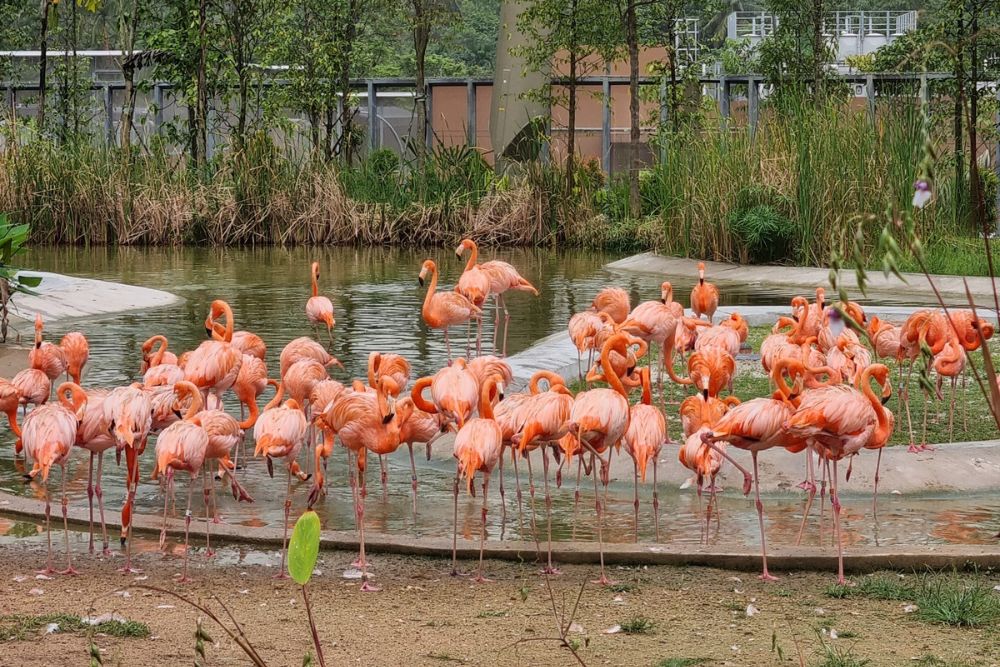 Bird Paradise: Flamingoes