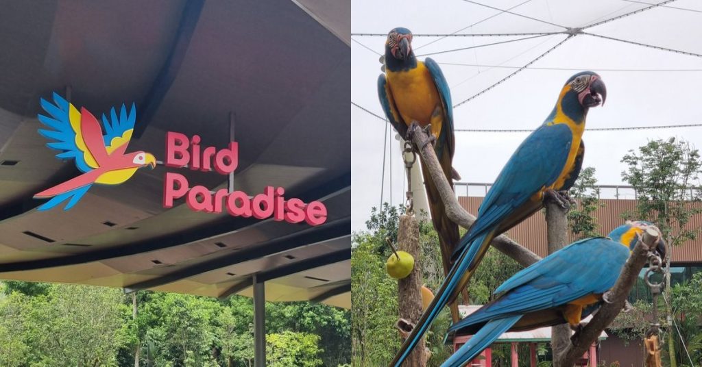 Bird Paradise: What To Expect From Mandai’s Newest Wildlife Park