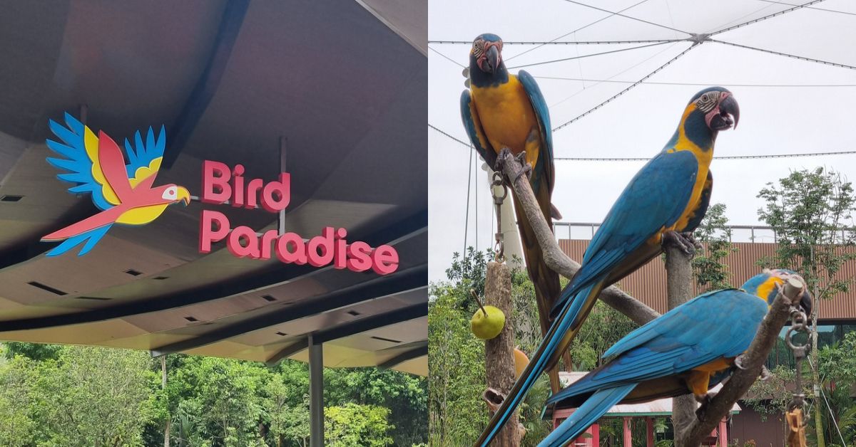 Bird Paradise: What to Expect From Mandai’s Newest Wildlife Park