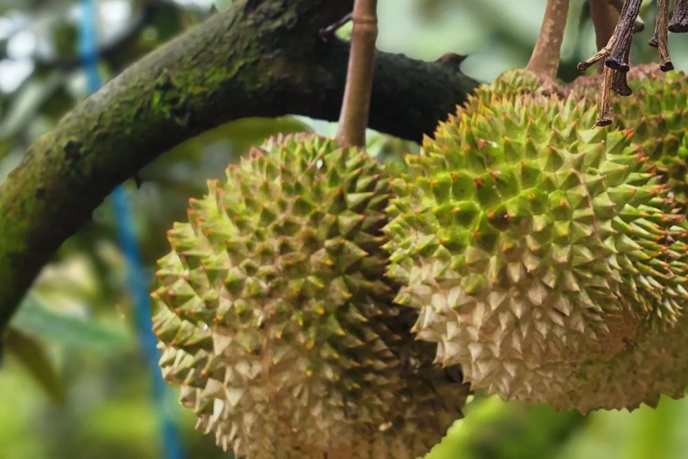 Durian Season Seems To Be Getting Longer Than Ever - 99 Old Trees