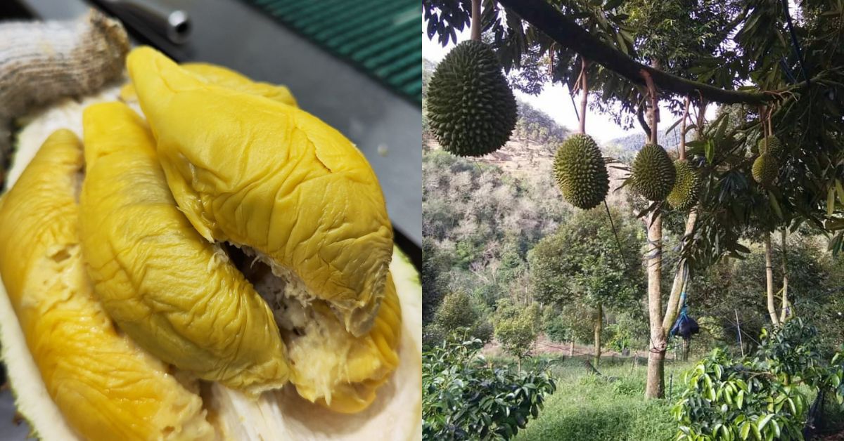 Durian Season Seems To Be Getting Longer Than Ever