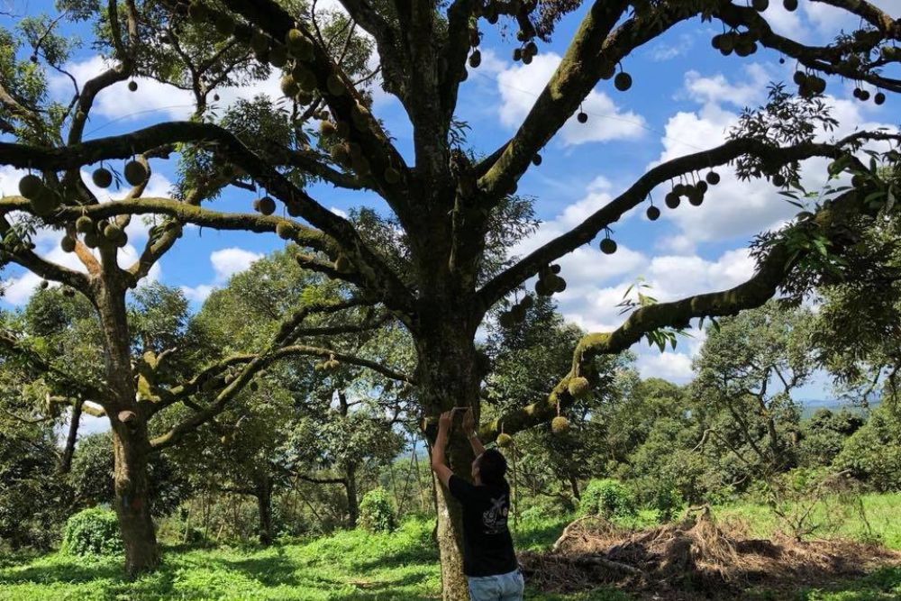 Durian Season Seems To Be Getting Longer Than Ever - Durian Tree