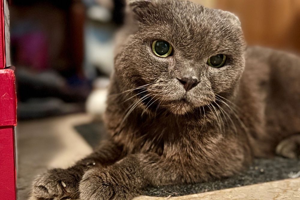 Opinion: It Is A Wonderful Thing To Adopt Senior Pets – If You’re Up For A Challenge - Levi Cat