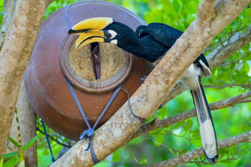 Lim Soon Hock Shares a Bird’s Eye Perspective of Balancing Work and Birdwatching - Hornbill