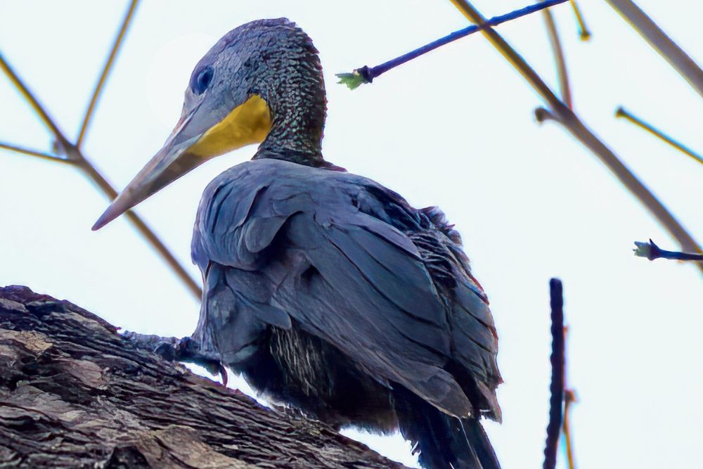 Lim Soon Hock Shares a Bird’s Eye Perspective of Balancing Work and Birdwatching - Great Slaty Woodpecker