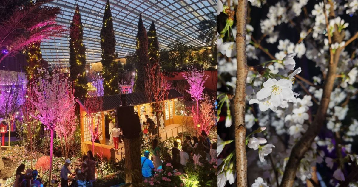 Gardens By The Bay’s Sakura 2024 Floral Display Transforms At Night, Tickets For Seniors From $8