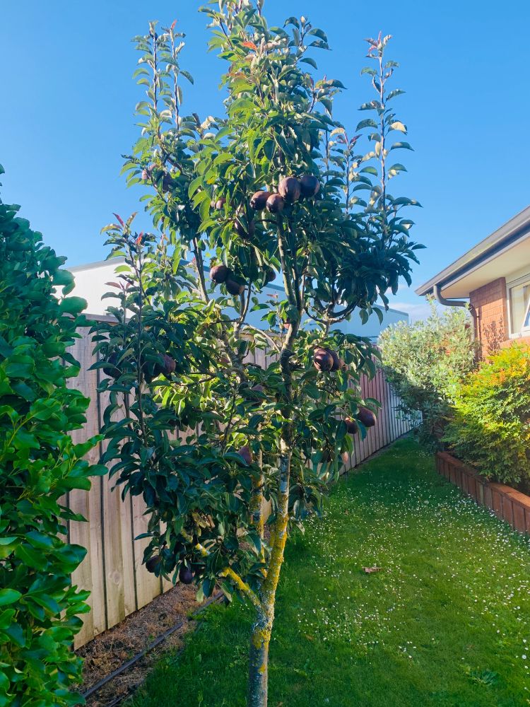 Postcard From A New Home In New Zealand - Fruit Tree
