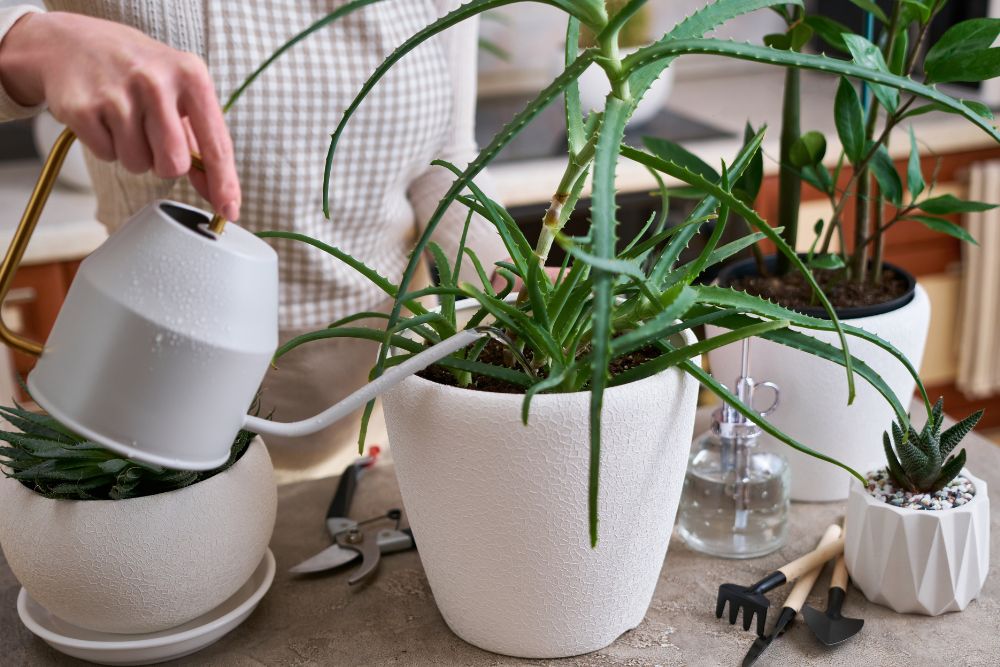 5 Unconventional Water-Saving Tips To Stem The Tide Of Rising Bills - Water your plants