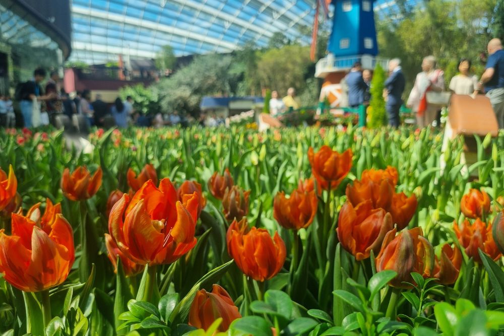 Tulipmania 2024 At Gardens By The Bay Calls Back To The Netherlands With 54,000 Tulips Planted In Eye-Catching Rows - Orange Tulip