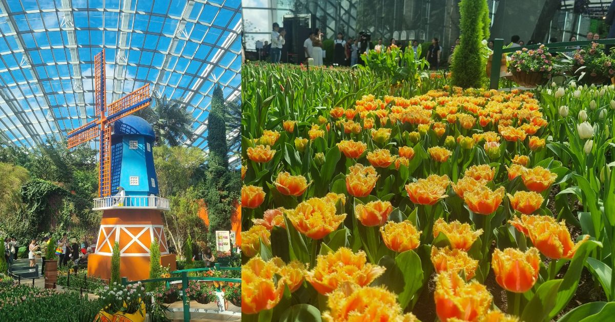 Tulipmania 2024 At Gardens By The Bay Calls Back To The Netherlands With 54,000 Tulips Planted In Eye-Catching Rows