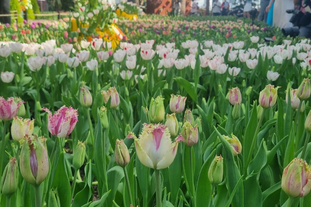 Tulipmania 2024 At Gardens By The Bay Calls Back To The Netherlands With 54,000 Tulips Planted In Eye-Catching Rows - Tulipa Purple Circus