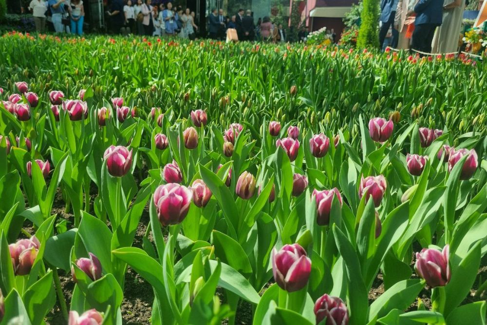 Tulipmania 2024 At Gardens By The Bay Calls Back To The Netherlands With 54,000 Tulips Planted In Eye-Catching Rows - Tulipa Tiramisu