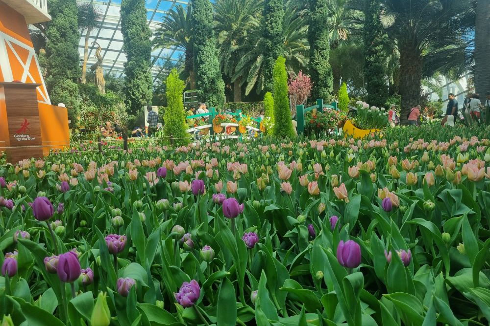 Tulipmania 2024 At Gardens By The Bay Calls Back To The Netherlands With 54,000 Tulips Planted In Eye-Catching Rows - Tulips