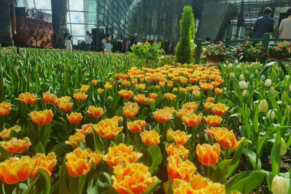 Tulipmania 2024 At Gardens By The Bay Calls Back To The Netherlands With 54,000 Tulips Planted In Eye-Catching Rows - Yellow Tulip