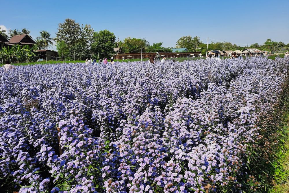 Places To Visit In Thailand Besides Bangkok - Chiang Mai Flower