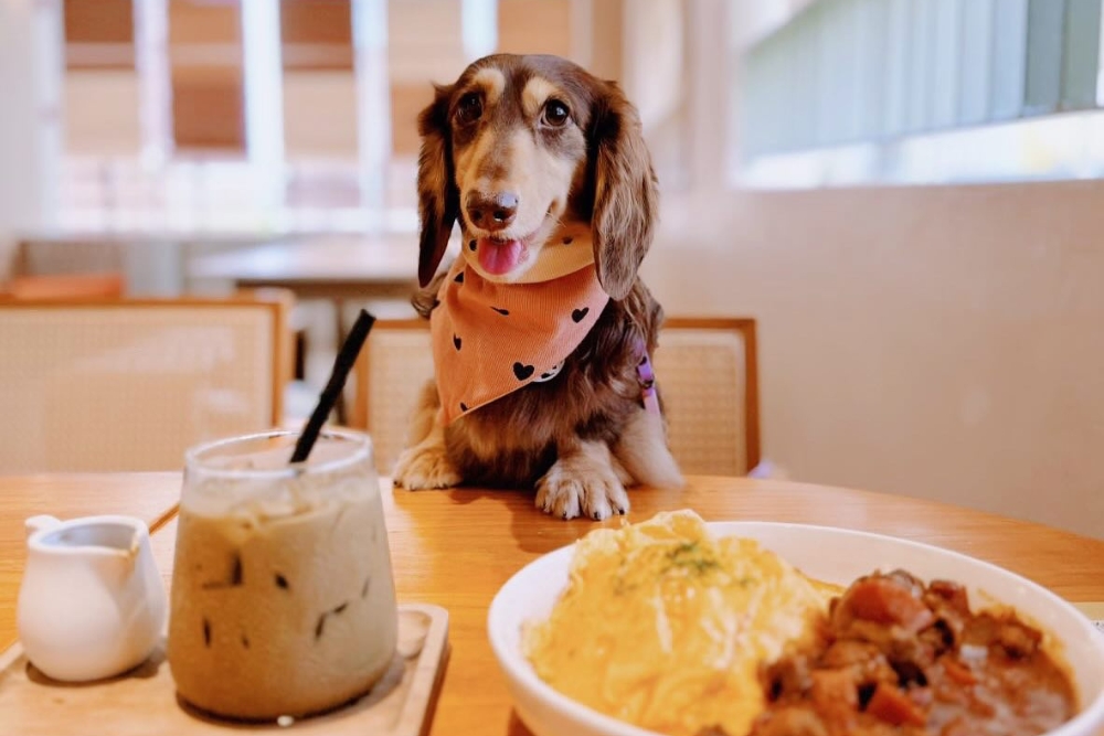 7 Paw-Some Pet-Friendly Cafes And Restaurants To Explore With Your Pets - Well Collective - Pet