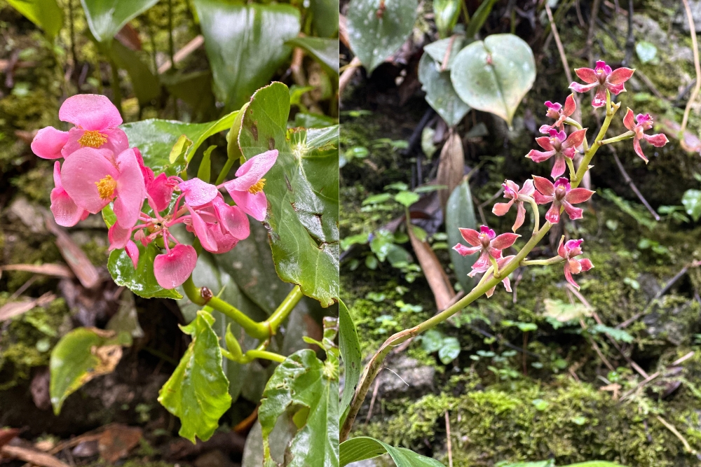 Unlocking Machu Picchu: 10 secrets that will make Peru’s Ancient Wonder a Can-do for Silvers - Orchids grow wild in Peru