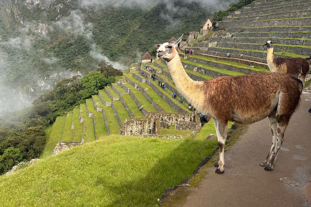 Unlocking Machu Picchu: 10 secrets that will make Peru’s Ancient Wonder a Can-do for Silvers - The alpaca family