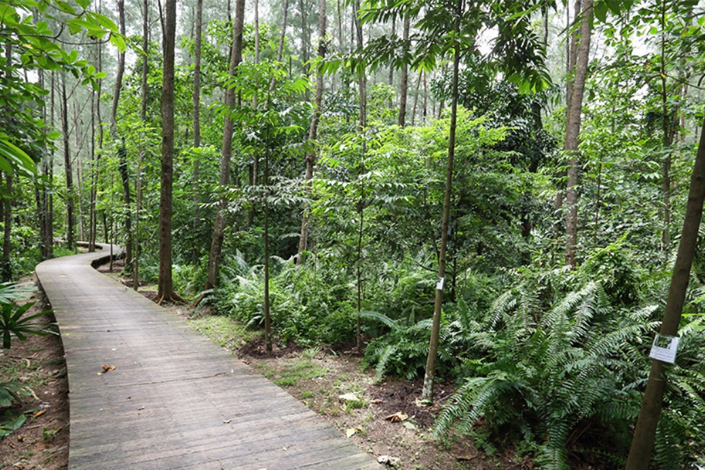 Visit Offshore Islands Around Singapore For A Quick Getaway - Visit Offshore Islands Around Singapore For A Quick Getaway - Coney Island - Forest