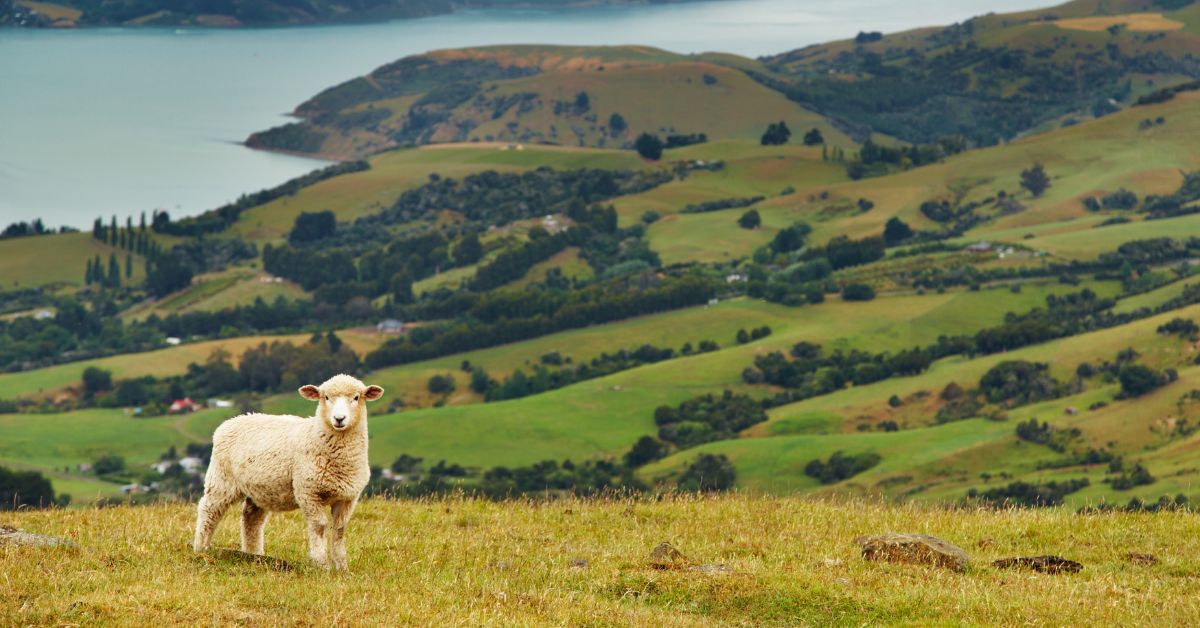 Retirement in New Zealand: Is The Pace Of Life Too Slow, Even For Retirees?