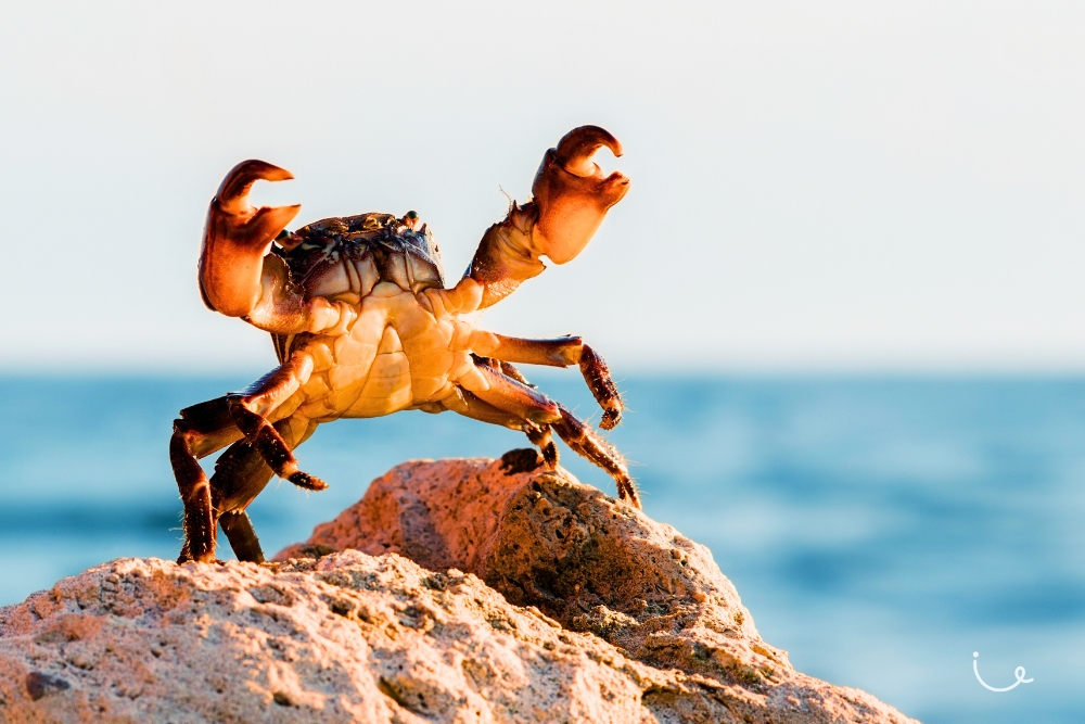 Going Gaga Over CDC Vouchers: Of Groceries, Golden Pincers & Giving - small crab