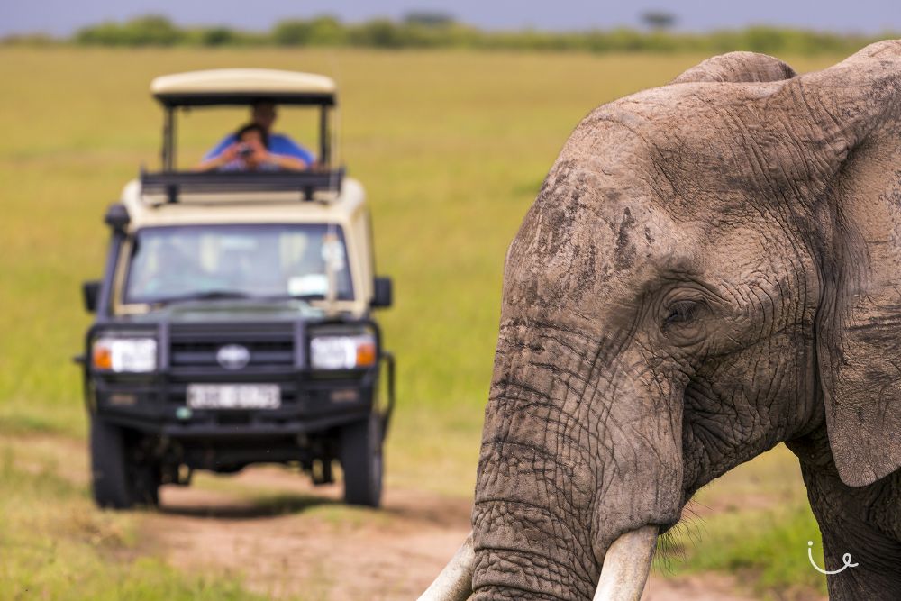 8 Realistic Bucket List Trips That Everyone Can Complete (And Afford!) - Going on an African safari