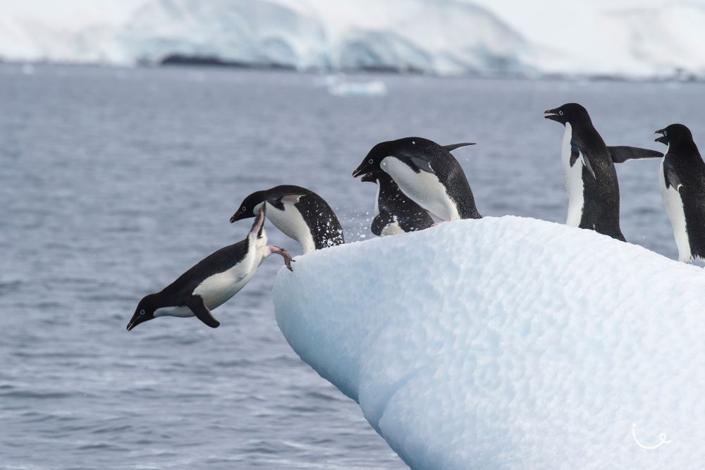 8 Realistic Bucket List Trips That Everyone Can Complete (And Afford!) - Cruising Antarctica