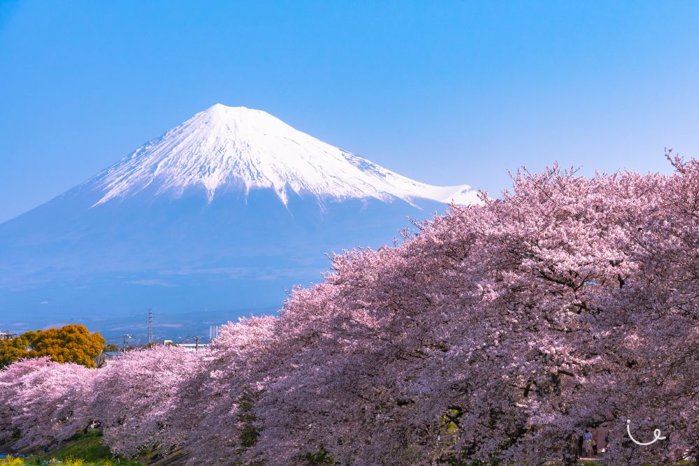 8 Realistic Bucket List Trips That Everyone Can Complete (And Afford!) - Catching cherry blossoms in Japan