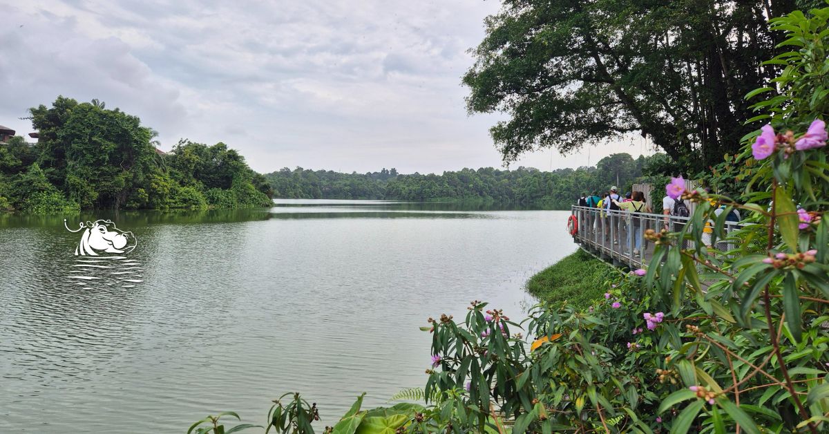 Mandai Boardwalk: How To Get To the Free Walk In Mandai Wildlife Reserve & What To Expect