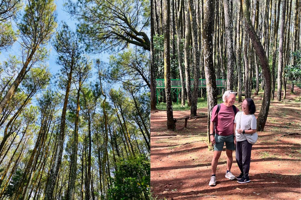 The Jogja Surprise: Exploring Yogyakarta, The Only Royal City In Indonesia - Hutan Pinus Pengger