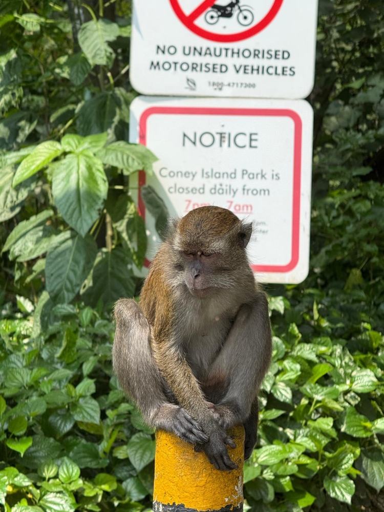 Coney Island: A Nature Respite For An Easy Hike In Punggol - A macaque